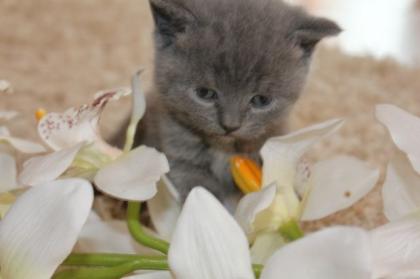 Reinrassige BKH- Kitten in Blau Karthäuser