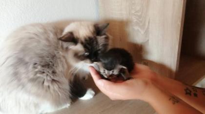 Ragdoll-Perser Kitten