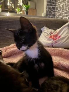 Süße Kitten suchen neues Herz