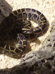 Tigerpython 0. 1 von 22 erworben bei MS reptilien