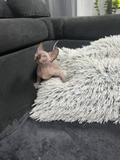 Sphynx Kitten/Katzen