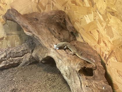 Kerngesunder Stachelschwanzwaran geschlüpft am 7. 7. 2023 zu verkaufen. Art Varanus Acanthurus