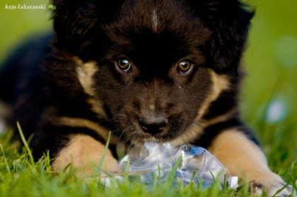 Australian Shepherd Welpe Major in black tri, aufgeweckter, knuddeliger Herzbub
