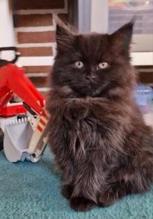 Maine Coon / BLH Kitten suchen ab jetzt eine Familie