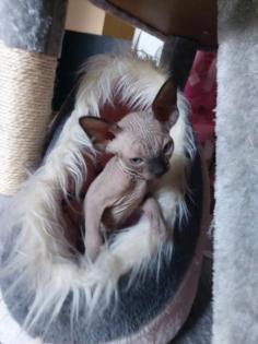 Sphynk Kitten