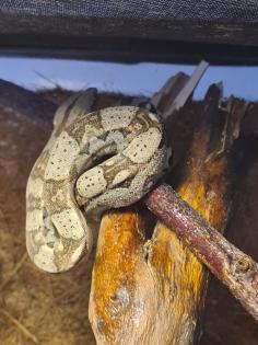 Boa constrictor imperator