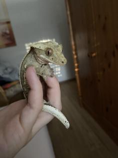 Kronengecko Männchen 2 1/2 Jahre