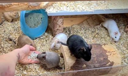 Degu Mädels suchen ein neues Zuhause
