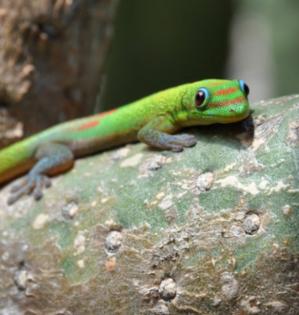 Phelsuma laticauda, Goldstaub-Taggecko