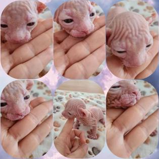 Elf Sphynx Stammbaum blau Augen
