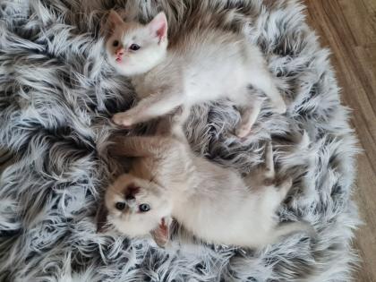 Wunderschöne Bkh kitten blue point und silver shaded