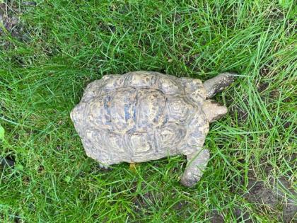 Pantherschildkröten