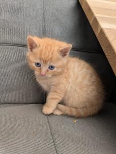 PerserMixKitten weiblich