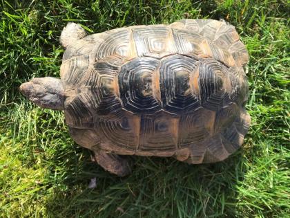 Griechische Landschildkröte, männl. , 10 Jahre alt