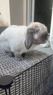 Mini-Lop Kaninchen Kastrat