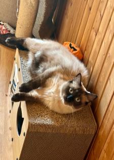 Reinrassiger Ragdoll Kater sucht ein neues schönes Zuhause