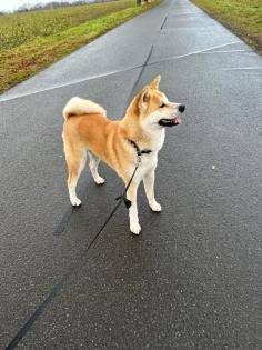 Akita Inu Deckrüde