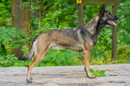 Malinois Welpen reinrassig mit Ahnentafel