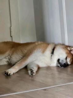 Akita Inu Rüde