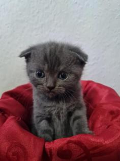 Süße Britisch Kurzhaar Kitten