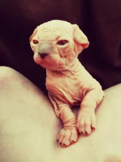Sphynx kitten