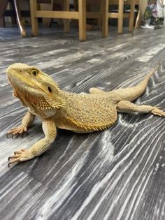 Farbbartagame Weibchen
