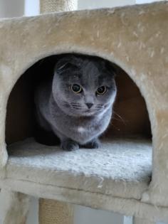 Junge Scottish Fold Katze