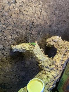 Schwarzstreifen Taggecko s