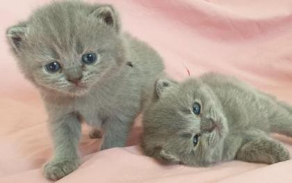 BKH Britisch Kurz Haar 4 Kitten alle Weiblich grau-Blau gesund
