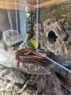 Kornnatter mit Terrarium