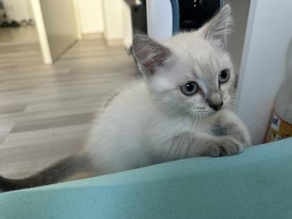Türkische Angora Kitten suchen liebevolles Zuhause