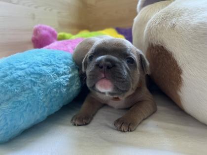 Französische Bulldogge mit Papiere