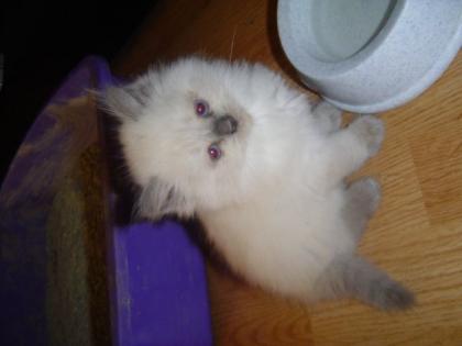 Süße Ragdoll Kätzchen