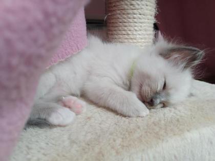 Heilige Birma Kitten