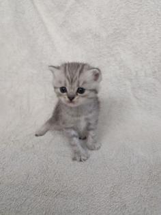 Sechs süße BKH Kitten geb. 06. 05. 23 suchen ab Ende Juli ein neues Zuhause