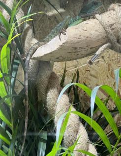 Grüne Wasseragame weibchen 0. 1