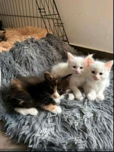 Maincoon Katzen