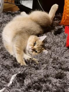 BKH DECKKATER PASCHA