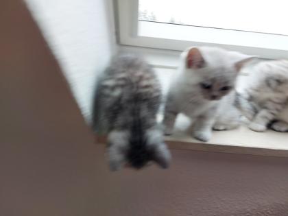 Reinrassige BKH Kitten zu verkaufen