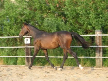 1-jähriges oldenburger Hengstfohlen Rubioso N Cor de la Bryere