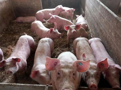 Strohschweine Mastschweine