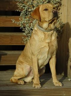 Labrador Welpen schwarz