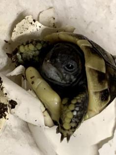 Griechische Landschildkröten abzugeben