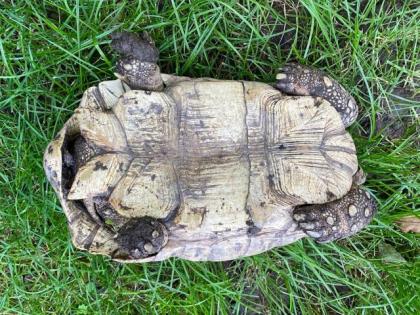 Pantherschildkröten