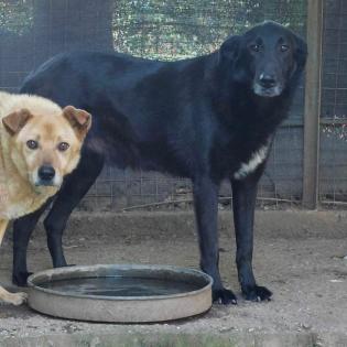 Flint sucht ein Zuhause