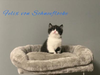 Wunderschöne BKH Kitten suchen liebevolles Zuhause