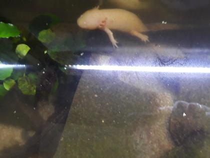 5 Axolotl Aquarium 160 cm Fische Steine