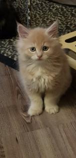 Maine coon Katerchen ab März