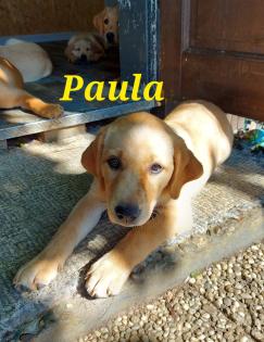 Unsere süßen Labrador Welpen