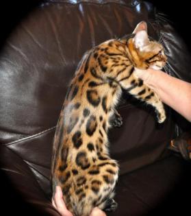 Wunderschöne Bengal und savannah Kitten ab sofort abzugeben